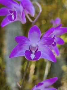Dendrobium kingianum