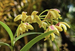 Dendrobium gracilicaule var. gracilicaule