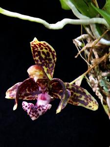 Kefersteinia parvilabris