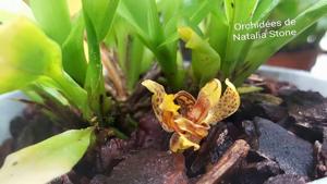 Kefersteinia parvilabris