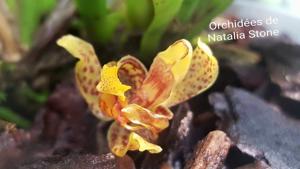 Kefersteinia parvilabris