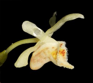 Thrixspermum merapohense