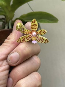 Phalaenopsis fasciata var. bhalukpungensis