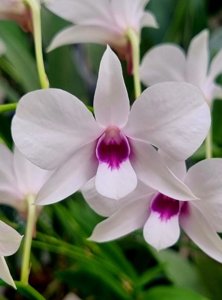 Dendrobium bigibbum var. compactum