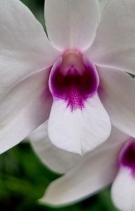 Dendrobium bigibbum var. compactum