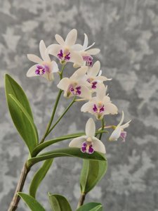 Dendrobium kingianum