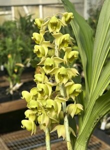 Catasetum albovirens