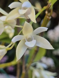 Dendrobium kingianum