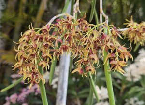 Dendrobium contextum