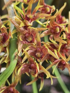 Dendrobium contextum