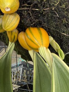 Bulbophyllum phalaenopsis