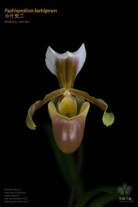 Paphiopedilum barbigerum var. barbigerum