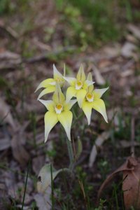 Caladenia flava subsp. flava