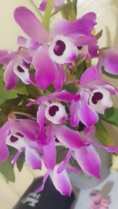 Dendrobium nobile var. nobilius