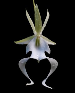 Dendrophylax lindenii