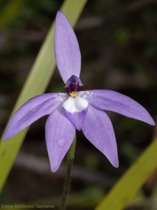Glossodia major