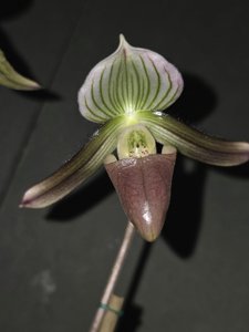 Paphiopedilum callosum var. potentianum