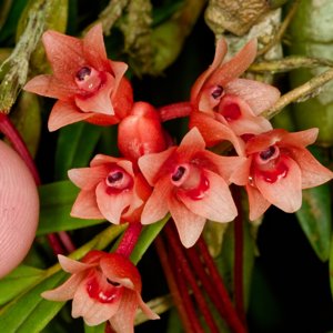 Epiblastus auriculatus