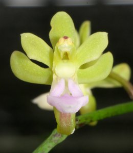 Cleisostoma simondii