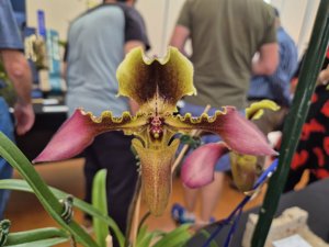 Paphiopedilum esquirolii