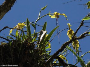 Phragmipedium caudatum