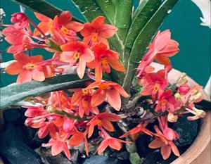 Vanda ampullacea subsp. moulmeinensis