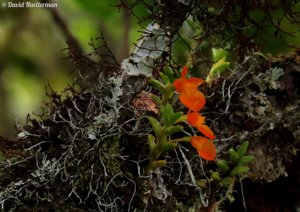 Fernandezia subbiflora