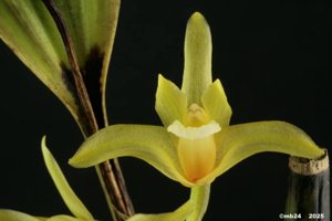 Xylobium pallidiflorum