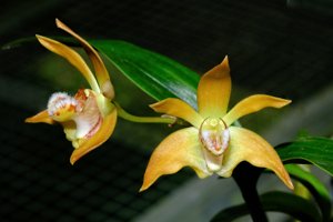 Dendrobium fleckeri