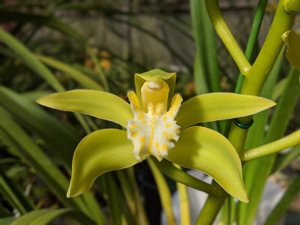 Cymbidium tracyanum