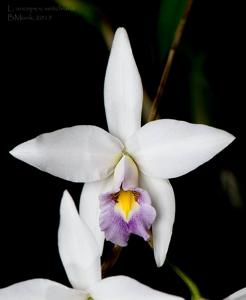 Laelia anceps var. veitchiana