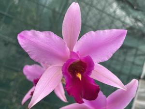 Laelia anceps