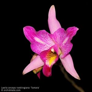 Laelia anceps subsp. anceps