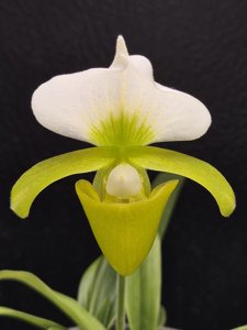 Paphiopedilum charlesworthii f. sandowiae