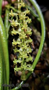 Diaphananthe vesicata