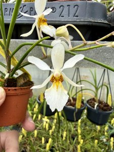 Holcoglossum lingulatum