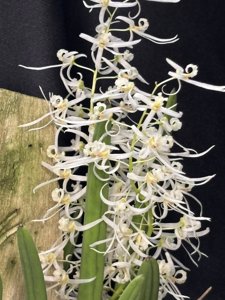 Dockrillia wassellii