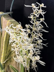 Dockrillia wassellii