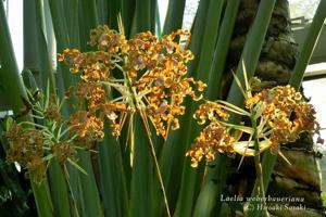Laelia weberbaueriana