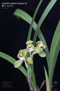 Cymbidium ensifolium