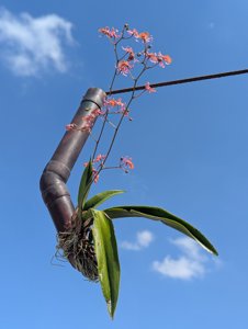 Lophiaris cosymbephora