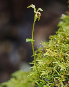 Townsonia viridis