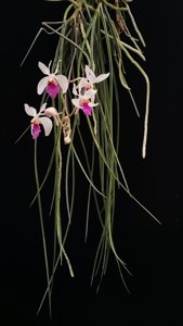 Holcoglossum kimballianum