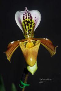 Paphiopedilum gratrixianum var. gratrixianum