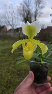 Paphiopedilum insigne var. sanderae