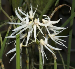 Dendrobium teretifolium var. fasciculatum