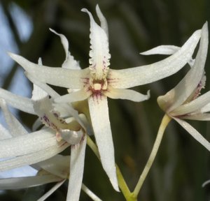 Dendrobium teretifolium var. fasciculatum