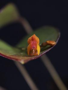 Lepanthes fimbriata