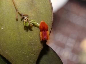 Lepanthes fimbriata