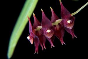 Lepanthopsis prolifera